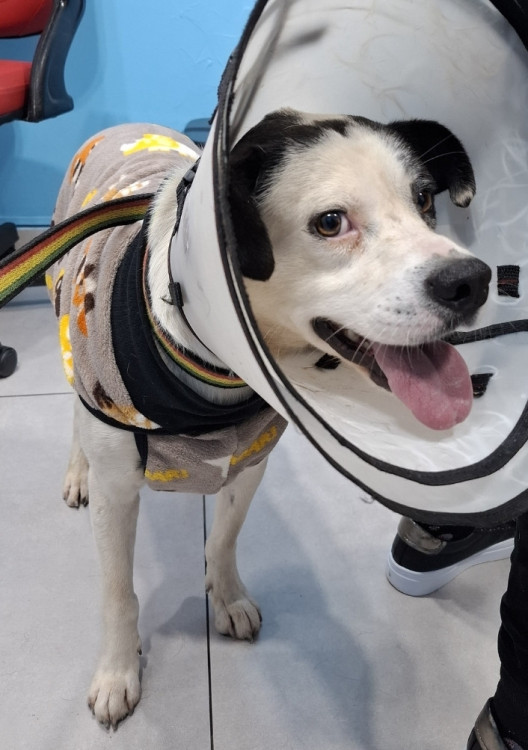 pirulito-o-pirata-mais-lindo-da-cidade-adocao-doacao-cachorro-gato-4