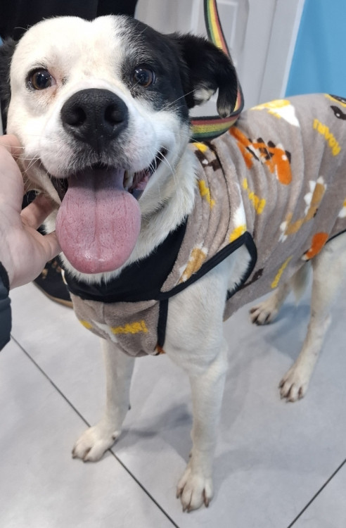 pirulito-o-pirata-mais-lindo-da-cidade-adocao-doacao-cachorro-gato-0