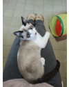 lian-e-um-gatinho-fascinante-small-0