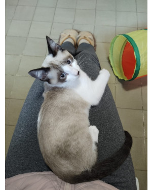Lian é um gatinho fascinante