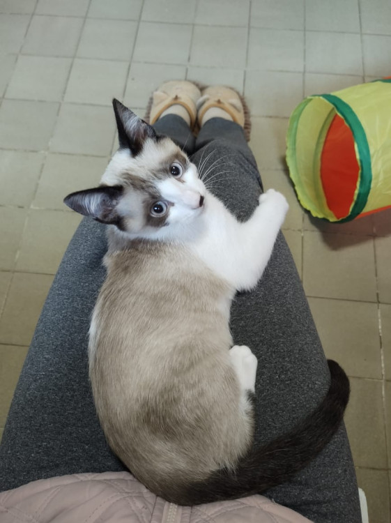 lian-e-um-gatinho-fascinante-adocao-doacao-cachorro-gato-0