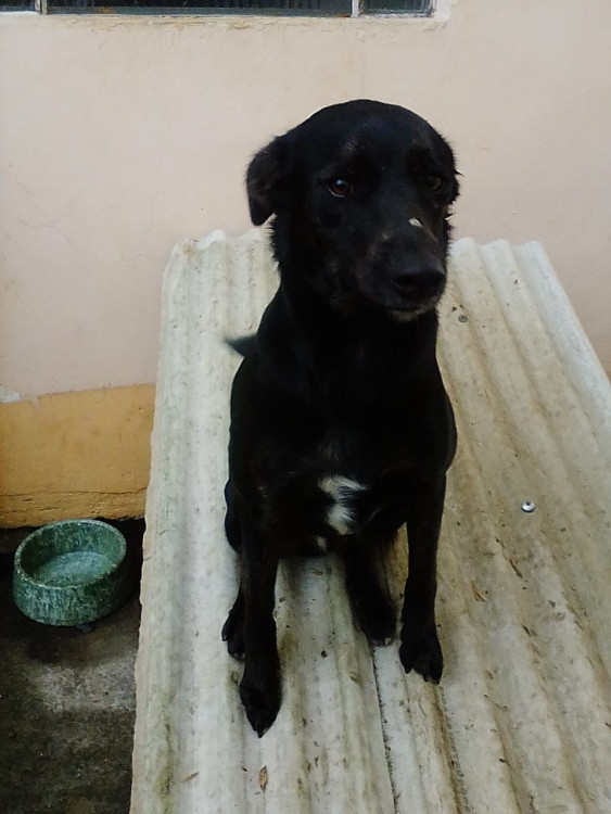 doa-se-casal-vira-latas-pretos-2-anos-adocao-doacao-cachorro-gato-1
