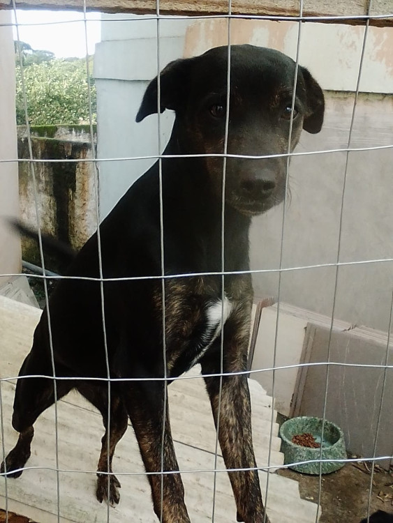 doa-se-casal-vira-latas-pretos-2-anos-adocao-doacao-cachorro-gato-3