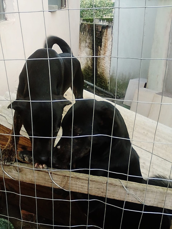 doa-se-casal-vira-latas-pretos-2-anos-adocao-doacao-cachorro-gato-4