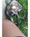 estou-doando-essa-coisa-fofa-ela-precisa-de-um-lar-small-1