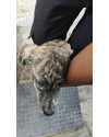 estou-doando-essa-coisa-fofa-ela-precisa-de-um-lar-small-2