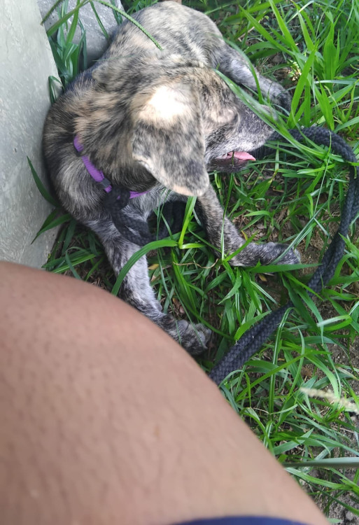 estou-doando-essa-coisa-fofa-ela-precisa-de-um-lar-adocao-doacao-cachorro-gato-1