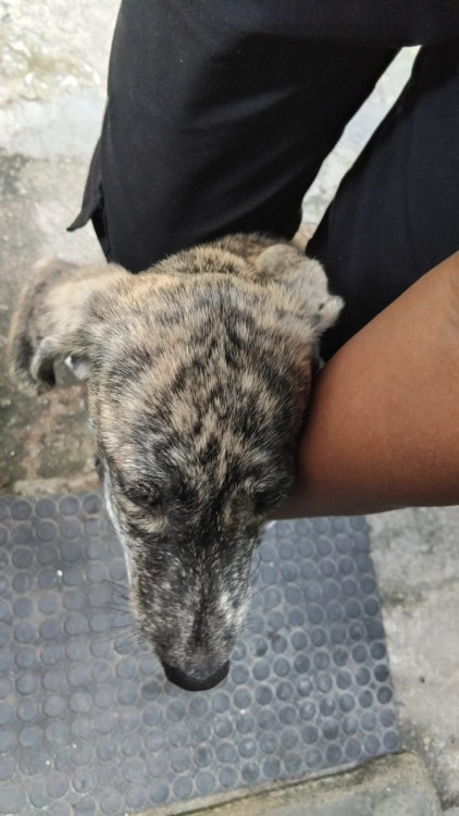 estou-doando-essa-coisa-fofa-ela-precisa-de-um-lar-adocao-doacao-cachorro-gato-2