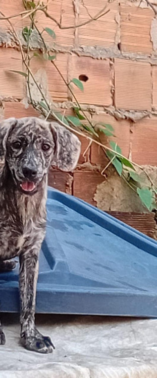 estou-doando-essa-coisa-fofa-ela-precisa-de-um-lar-adocao-doacao-cachorro-gato-3