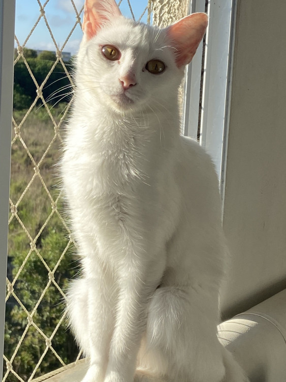 adocao-responsavel-ayla-adocao-doacao-cachorro-gato-0