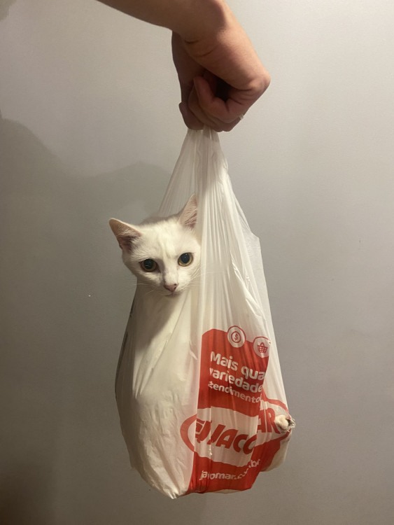 adocao-responsavel-ayla-adocao-doacao-cachorro-gato-2