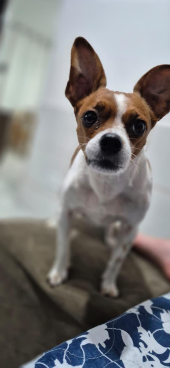 doa-se-macho-de-pequeno-porte-castrado-adocao-doacao-cachorro-gato-0