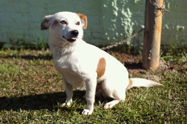 nino-adocao-doacao-cachorro-gato-0