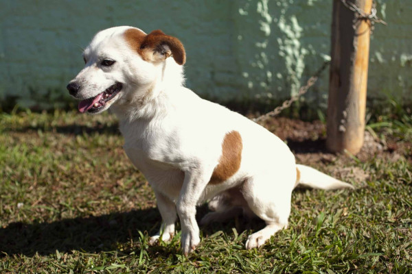 nino-adocao-doacao-cachorro-gato-1
