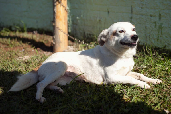 nino-adocao-doacao-cachorro-gato-2