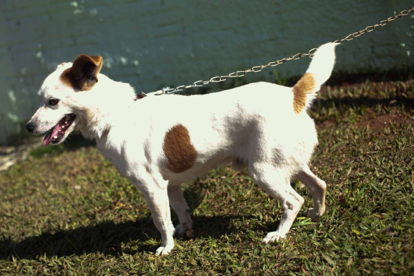 nino-adocao-doacao-cachorro-gato-4