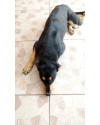 doa-se-cachorro-saudavel-vacinado-e-castrado-small-1