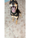 doa-se-cachorro-saudavel-vacinado-e-castrado-small-0