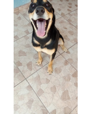 Doa-se cachorro saudável, vacinado e castrado.