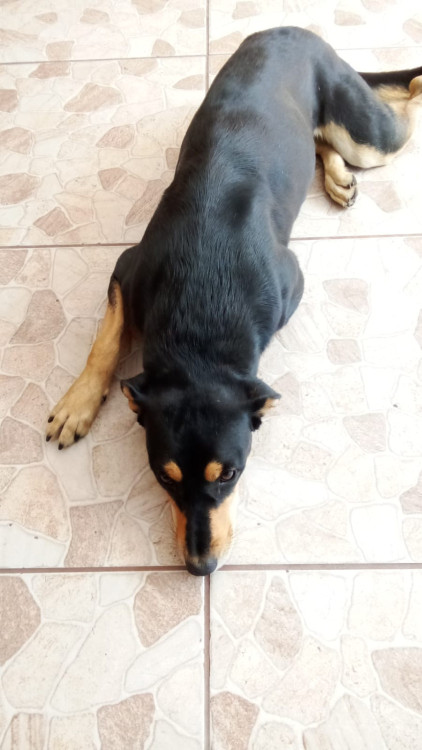 doa-se-cachorro-saudavel-vacinado-e-castrado-adocao-doacao-cachorro-gato-1