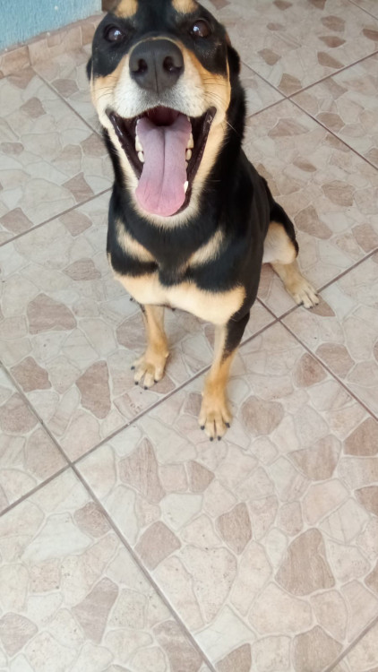 doa-se-cachorro-saudavel-vacinado-e-castrado-adocao-doacao-cachorro-gato-0