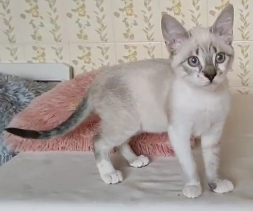 zeus-adocao-doacao-cachorro-gato-0