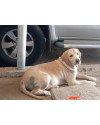 encontrado-no-atuba-small-1