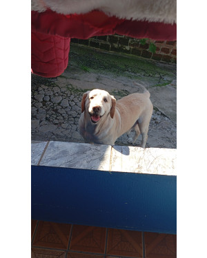 Encontrado no Atuba