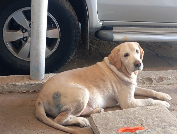 encontrado-no-atuba-adocao-doacao-cachorro-gato-1