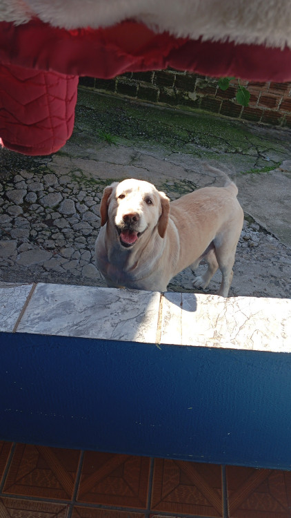 encontrado-no-atuba-adocao-doacao-cachorro-gato-0