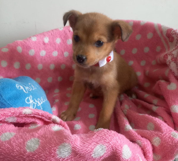 doce-miami-adocao-doacao-cachorro-gato-3