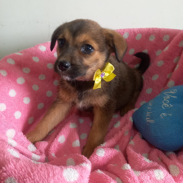 amada-dallas-adocao-doacao-cachorro-gato-3