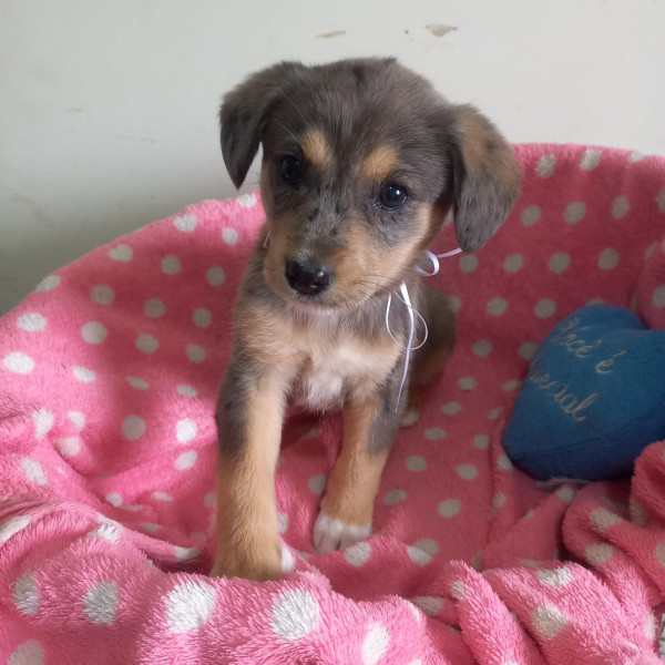 linda-atlanta-adocao-doacao-cachorro-gato-4