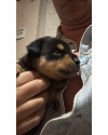 valentim-caozinho-resgatado-no-mato-ele-foi-encontrado-no-mato-em-frente-casa-chorando-muito-e-um-machinho-um-bebe-muito-lindinho-small-0