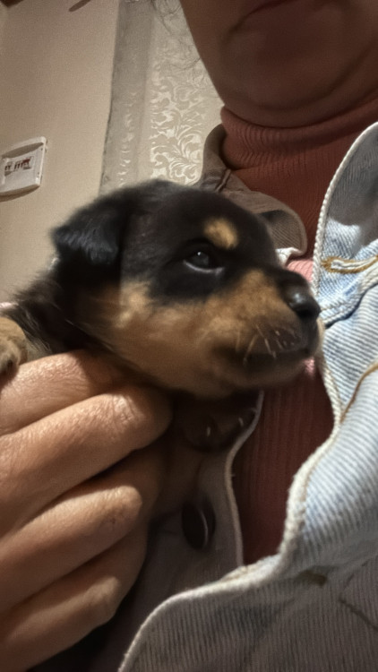valentim-caozinho-resgatado-no-mato-ele-foi-encontrado-no-mato-em-frente-casa-chorando-muito-e-um-machinho-um-bebe-muito-lindinho-adocao-doacao-cachorro-gato-0