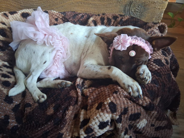 feminha-adulta-castrada-pra-adocao-adocao-doacao-cachorro-gato-3