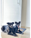 maggie-femea-7-meses-castrada-small-2