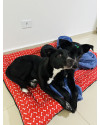 maggie-femea-7-meses-castrada-small-1