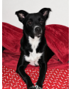 maggie-femea-7-meses-castrada-small-0