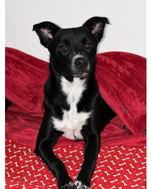 Maggie, fêmea, 7 meses, castrada