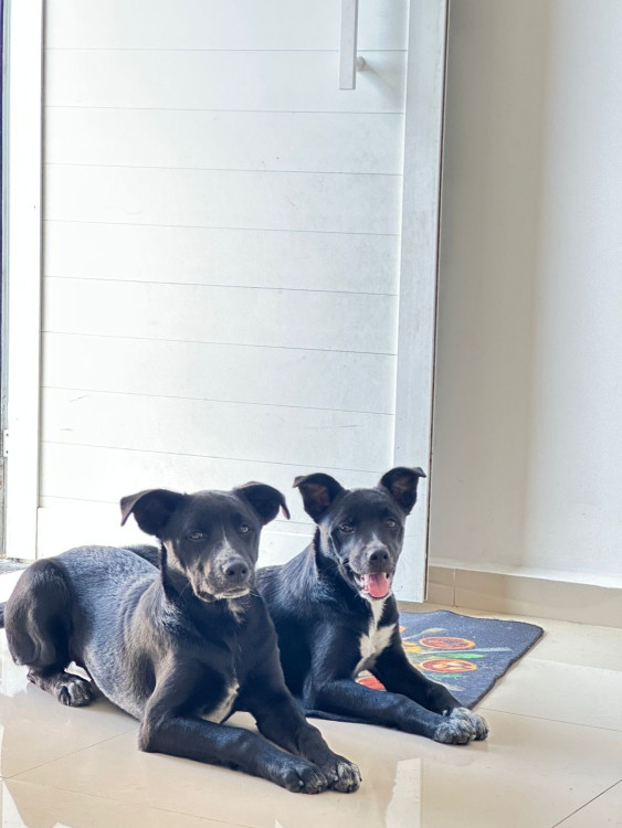 maggie-femea-7-meses-castrada-adocao-doacao-cachorro-gato-2