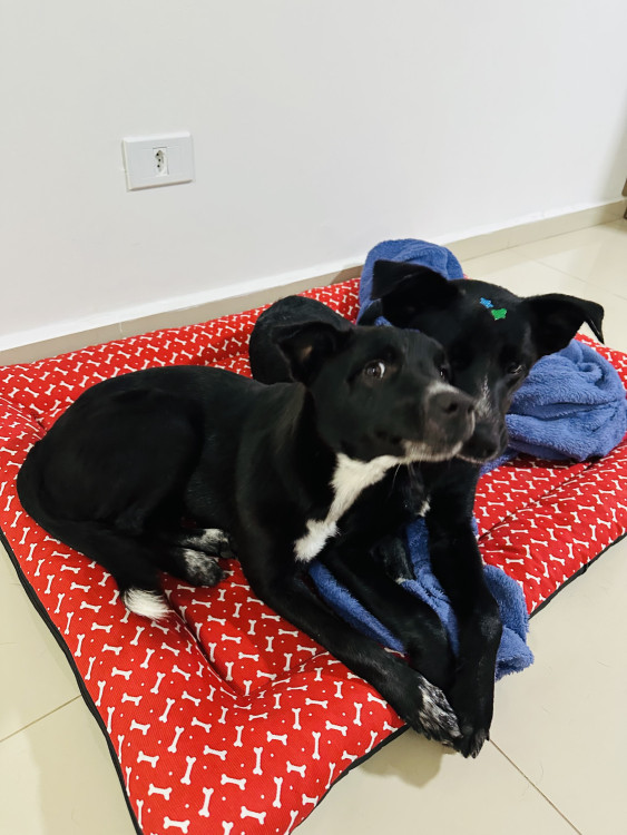maggie-femea-7-meses-castrada-adocao-doacao-cachorro-gato-1