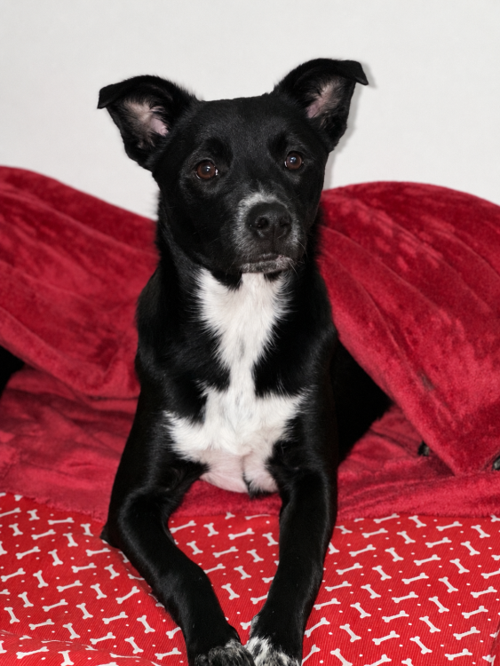 maggie-femea-7-meses-castrada-adocao-doacao-cachorro-gato-0