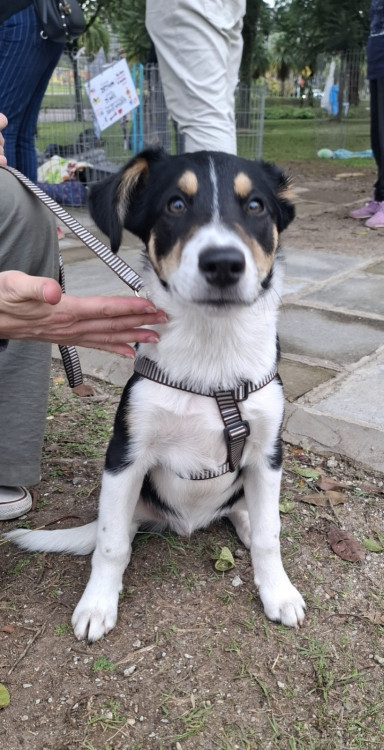 urso-adocao-doacao-cachorro-gato-0