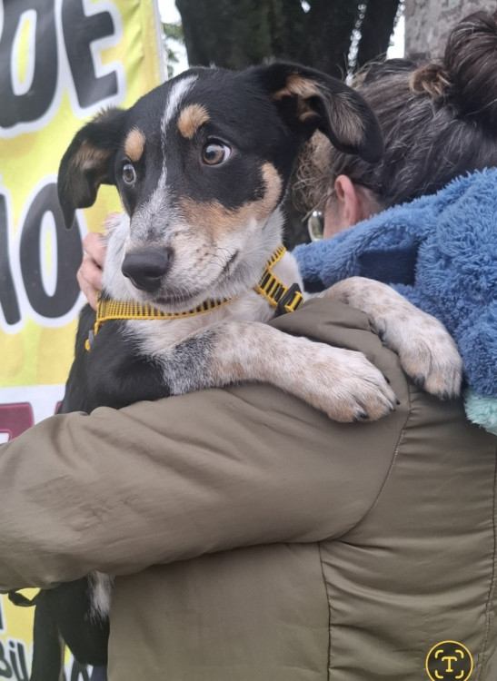 pacoquinha-adocao-doacao-cachorro-gato-0