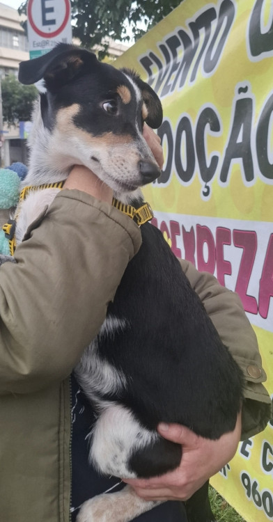 pacoquinha-adocao-doacao-cachorro-gato-1