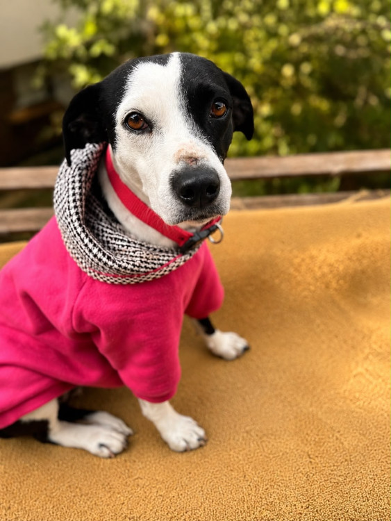 dora-adocao-doacao-cachorro-gato-1