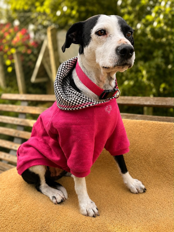 dora-adocao-doacao-cachorro-gato-2