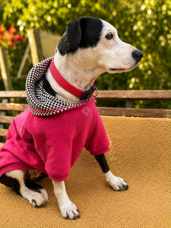 dora-adocao-doacao-cachorro-gato-3
