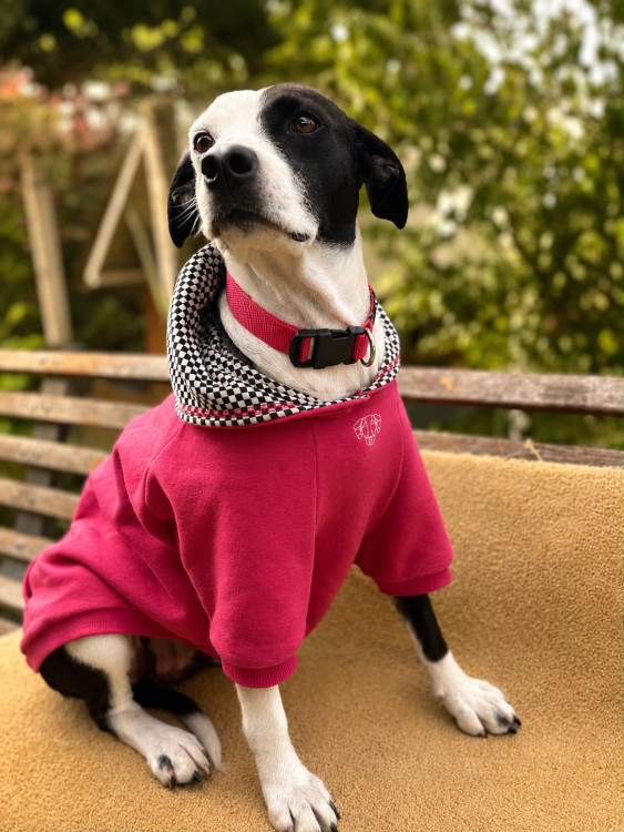 dora-adocao-doacao-cachorro-gato-0